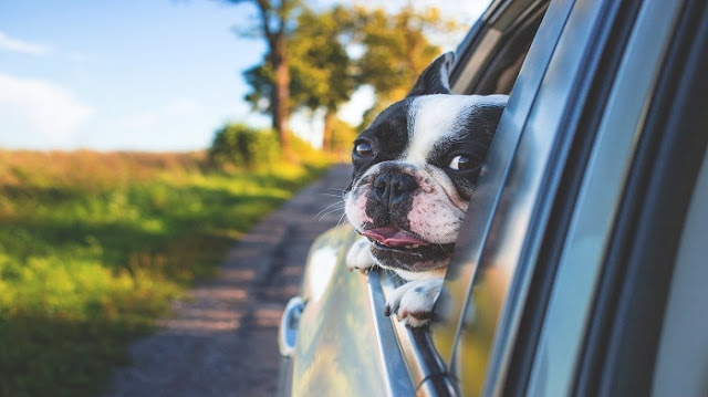 HOW TO TAKE YOUR PET IN THE CAR? HOW TO TAKE YOUR PET IN THE CAR?